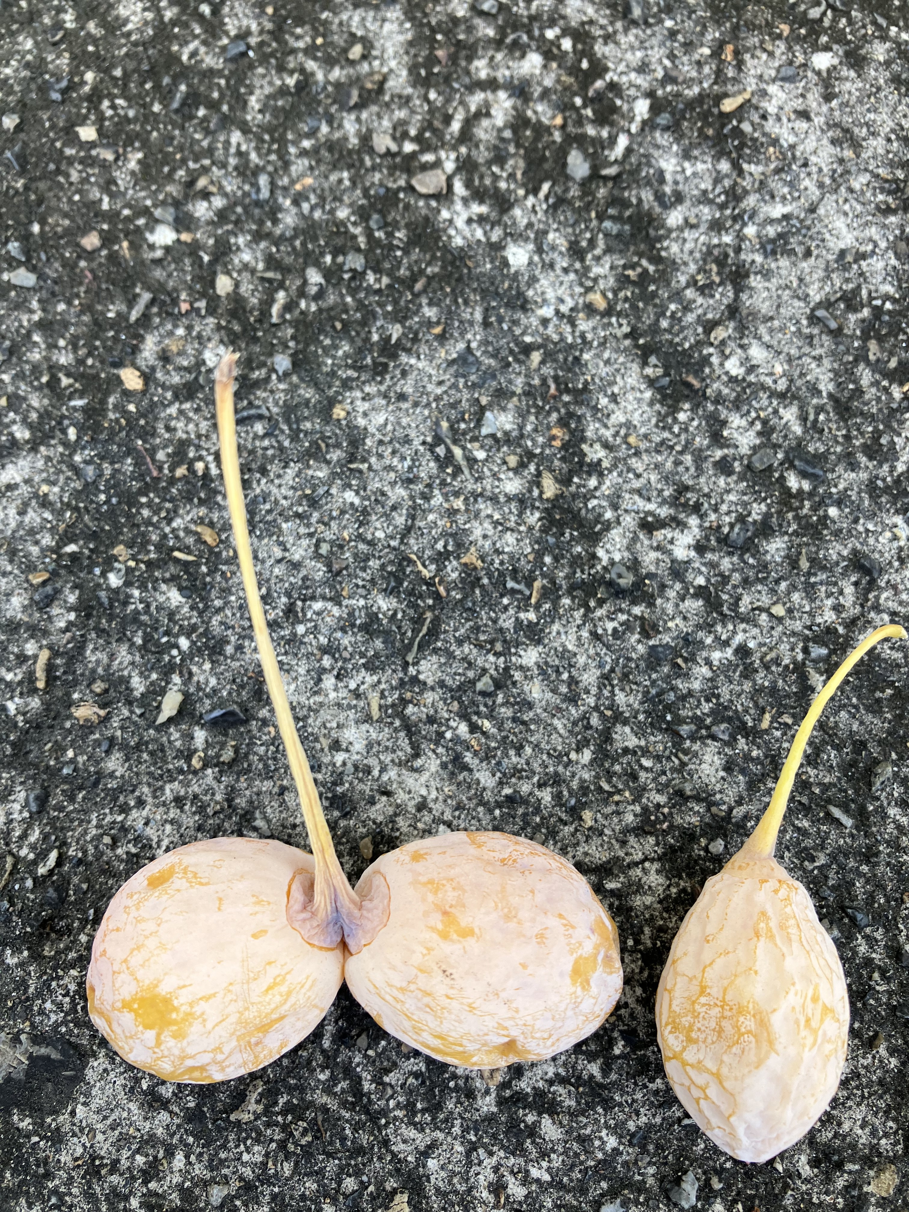 投稿写真